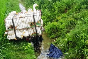 Người đàn ông chở vịt tử vong dưới mương