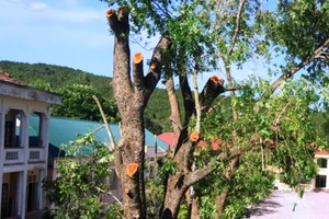 Kiểm điểm và yêu cầu khắc phục việc chặt cây 40 năm ở trường 
