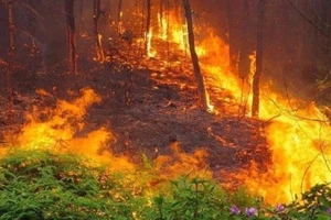 Xử lý người đứng đầu nếu để xảy ra cháy rừng