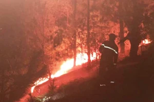 Thắp hương gây ra vụ cháy rừng dữ dội 