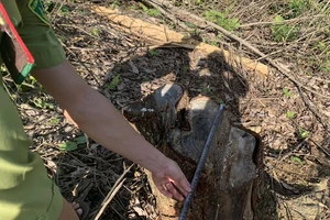 Cán bộ bị tố 'bán đứng' rừng phòng hộ đầu nguồn