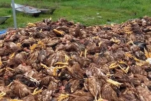 Truy tìm kẻ vứt 700 kg gà chết dọc bờ biển 