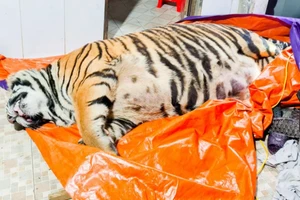 1 con hổ bị chích điện chết ở nhà dân: Chủ nhà khai gì?