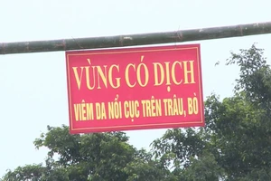  Bệnh viêm da nổi cục xuất hiện trên 237 trâu, bò ở Hà Tĩnh