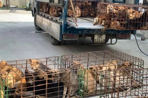  Công an thông báo người dân nào bị mất chó đến nhận về