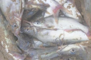 Cá chết bất thường, nổi trắng sông ở Nghệ An