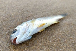 Điều tra nguyên nhân cá, sứa chết bất thường dạt vào bờ biển