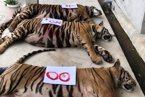 Sau khi 'giải cứu' 17 con hổ trong nhà dân ở Nghệ An thì 8 con đã chết