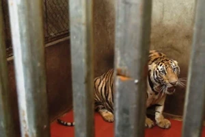 Bắt tạm giam 1 bị can trong vụ nuôi nhốt 17 con hổ dưới hầm