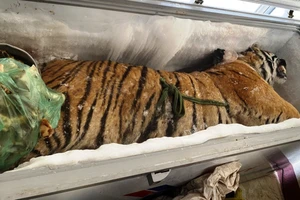 Phát hiện xác hổ 160kg trong tủ đông lạnh ở nhà dân