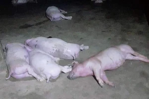 Sét đánh trúng vào chuồng làm chết 12 con heo 