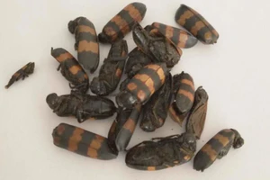 1 tử vong, 1 người nguy kịch sau khi ăn sâu ban miêu