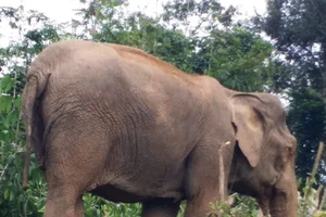 Voi mẹ chết bất thường trong rừng, voi con đang 'cô đơn' 