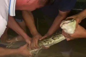 Trăn đất nuốt bê 2 tháng tuổi vào bụng rồi bị kẹt trong chuồng bò