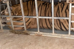 2 người mang 1 con hổ trên quốc lộ 1A