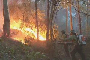 Cháy rừng, chính quyền phải sơ tán dân 