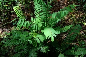 Vợ chồng ở Nghệ An nhập viện vì dùng cây Mú từn chữa xương khớp