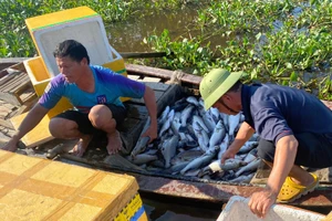 Nông dân khóc ròng vì gần 60 tấn cá chết hàng loạt 