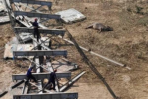 Nguyên nhân vụ sập cầu treo ở Nghệ An làm chết trâu 