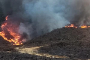 3 người làm thuê đốt thực bì gây cháy rừng ở hai huyện tại Nghệ An 