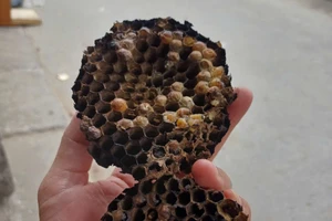 Bị ong 'tấn công' khi đi học về, 2 em học sinh đang nguy kịch, 1 em tử vong 