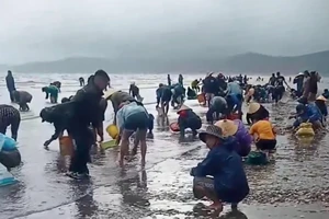 Sau bão số 4, ngao dạt vào trắng bờ biển Diễn Châu