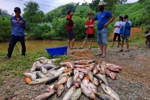 Đầu độc ao cá nhà hàng xóm vì... ghét