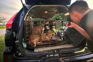 Nhóm 3 người dùng ô tô đắt tiền đi trộm chó 