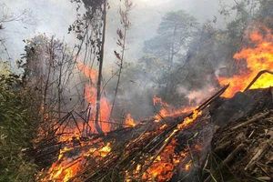 500 người nỗ lực dập lửa cháy rừng ở Tuyên Quang