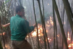  Một người tử vong khi chữa cháy rừng ở Tuyên Quang 