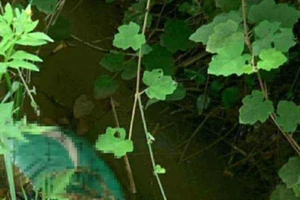 Phát hiện 2 thi thể đang phân hủy dưới mương nước