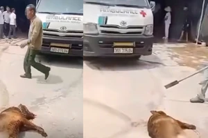 Chó becgie tấn công chủ đến tử vong 