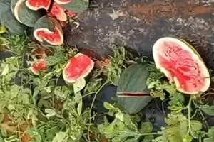 Ruộng dưa hấu sắp thu hoạch bị kẻ xấu phá nát