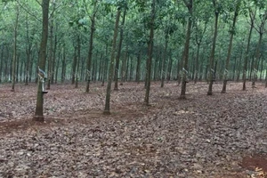 Gỡ kê biên vườn cao su, hết tắc thi hành án