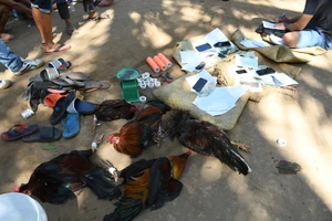 Cá độ đá gà ngày tết, bị xử lý sao?