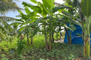 Khi nào hợp đồng chuyển nhượng quyền sử dụng đất không công chứng vẫn được công nhận?