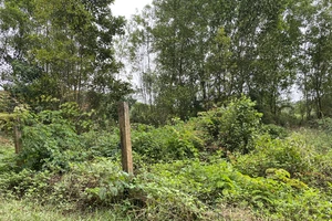 VKSND Tối cao rút kinh nghiệm việc xét xử vụ án liên quan đến khai hoang rừng cấm