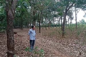 Phúc thẩm vụ án 'Giấy hợp tác làm ăn hay hợp đồng chuyển nhượng quyền sử dụng đất?'