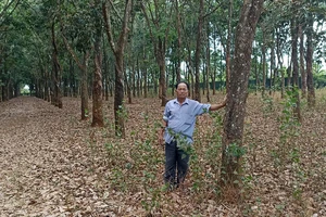 Nguyên đơn đề nghị giám đốc thẩm vụ 'Giấy hợp tác làm ăn hay hợp đồng chuyển nhượng quyền sử dụng đất?'