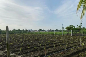 Đề xuất của TAND Tối cao về áp dụng các quy định đặc thù khi xét xử, giải quyết tội phạm về đất đai