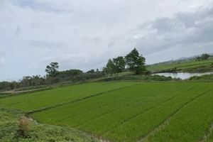 Án lệ về việc hủy sổ hồng khi cấp chồng lên đất người khác