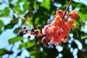 Bông ô môi còn đây bao nỗi nhớ…