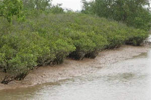 Trên 80% đất nông nghiệp Hậu Giang bị nước mặn tấn công 