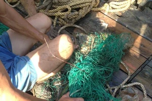 Đã bắt được cá sấu sổng chuồng bơi trên sông Xoài Rạp