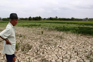 hạn mặn khốc liệt mùa khô 2016 vừa qua gây thiệt hại lớn cho sản xuất lúa vùng ĐBSCL