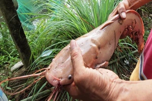 cá trê màu hồng phấn