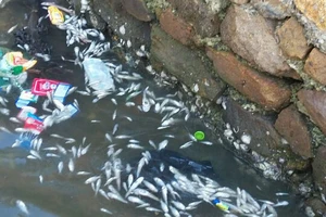 Cá biển chết hàng loạt ở Kiên Giang