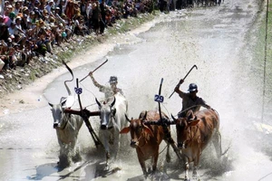 đua bò Bảy Núi (ảnh GIA TUỆ)