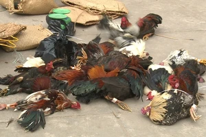 Phá trường gà thu giữ trên 400 triệu đồng