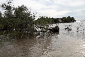 Cà Mau xin cơ chế mời DN xây kè tạo bãi trồng rừng ven biển